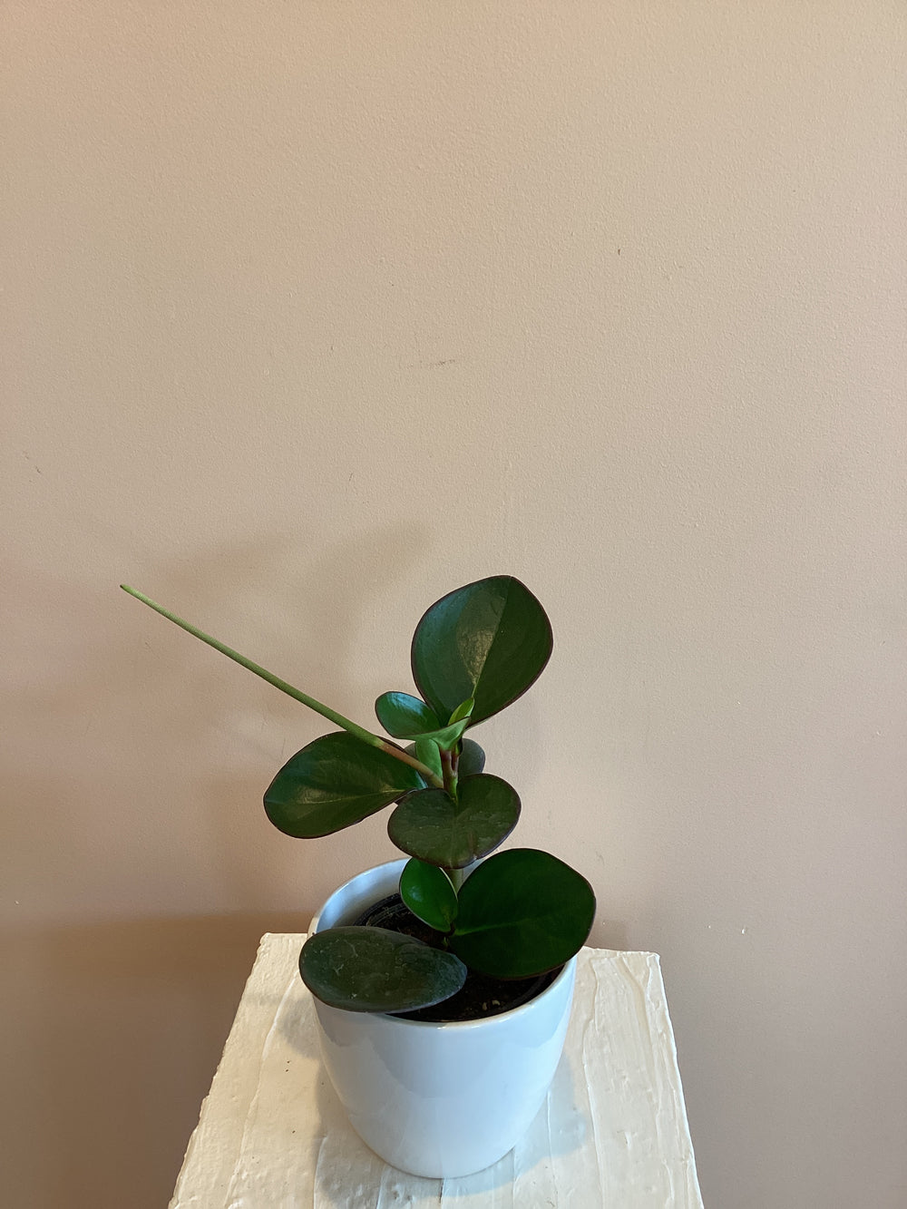 Peperomia