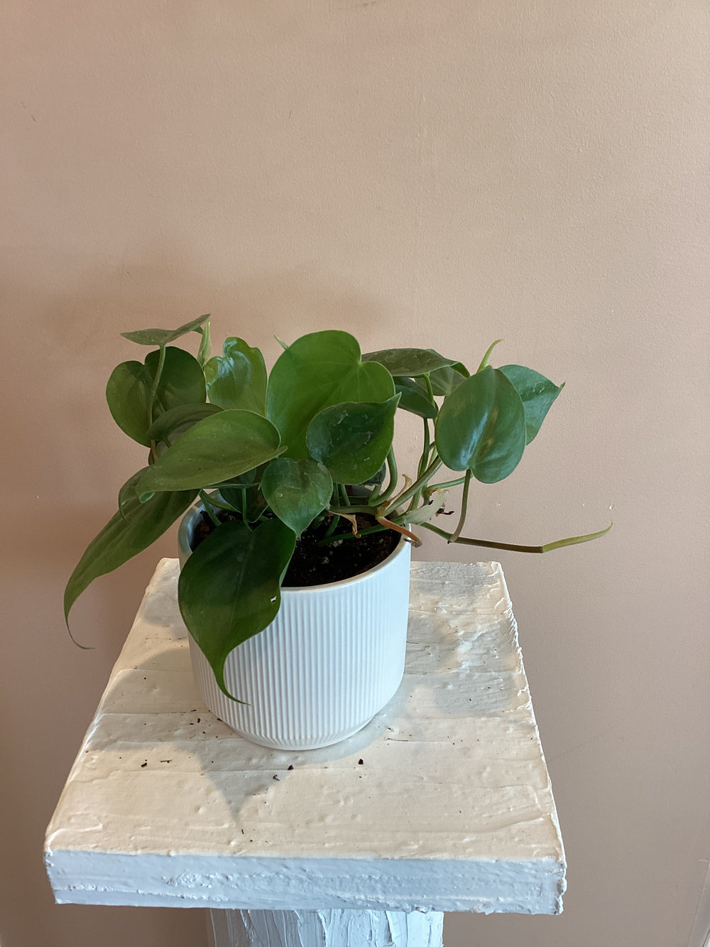 Heart leaf philodendron