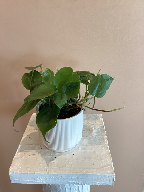 Heart leaf philodendron