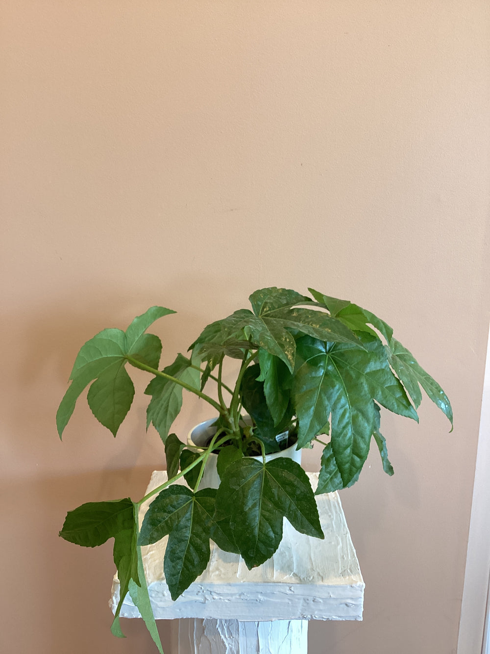 Japanese Aralia