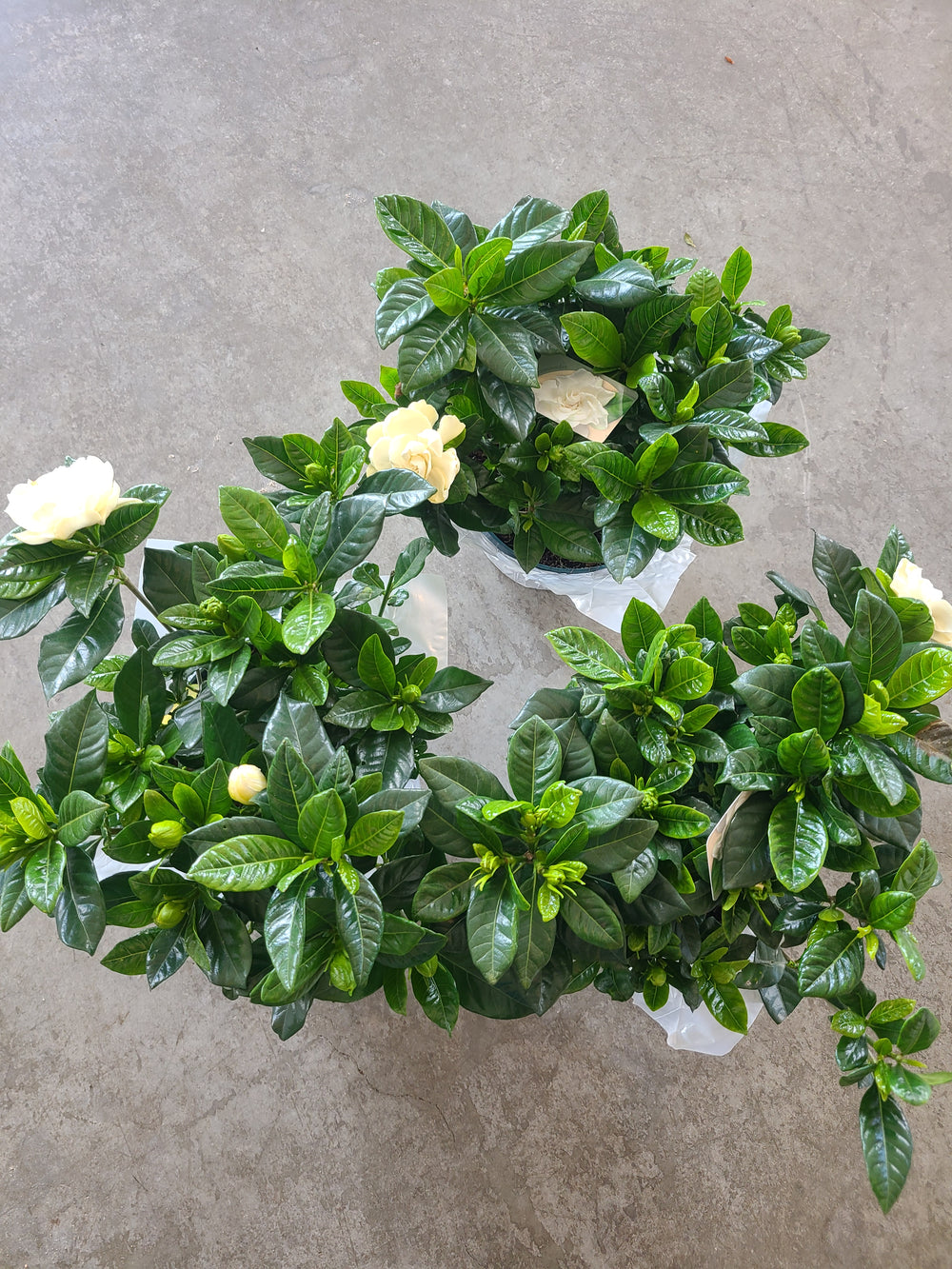 Gardenia