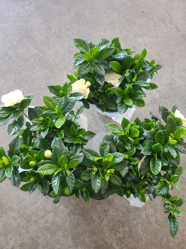Gardenia