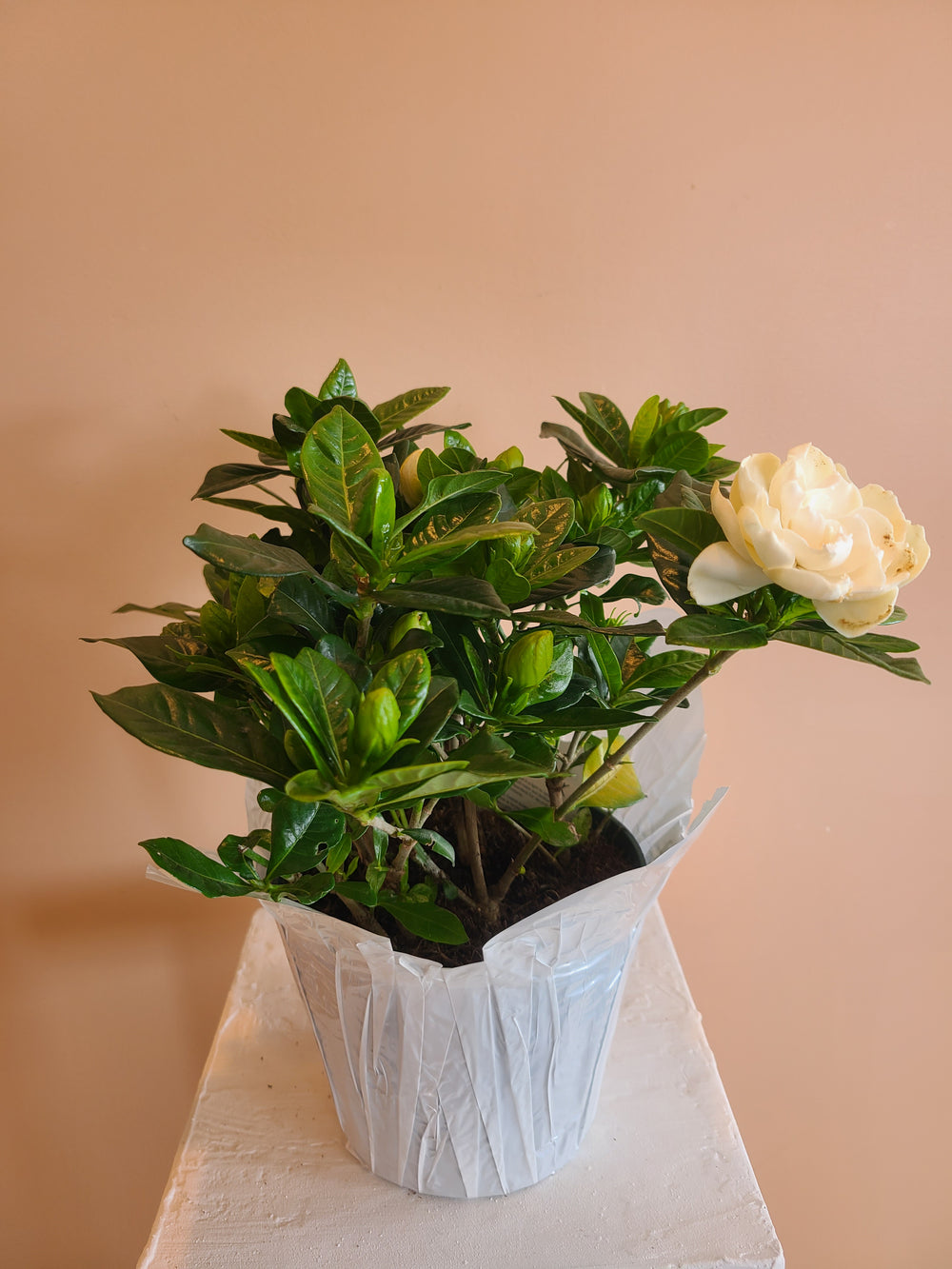 Gardenia