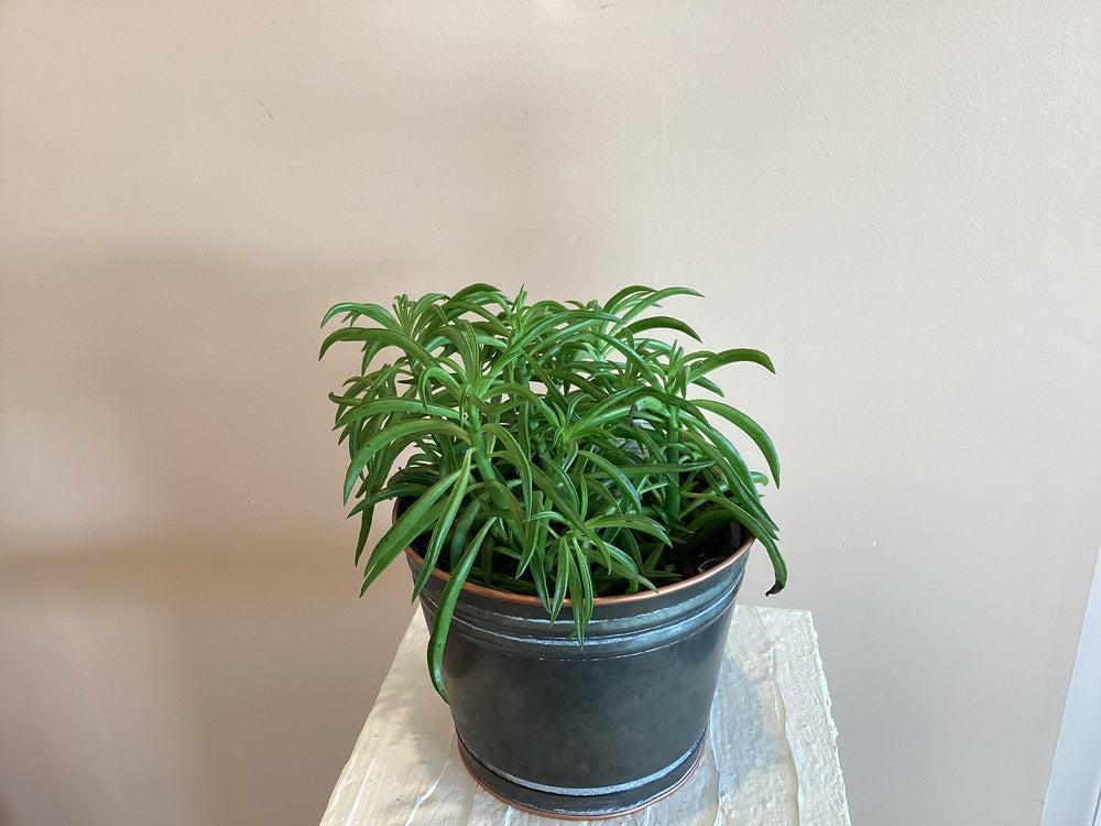 Peperomia Nevada
