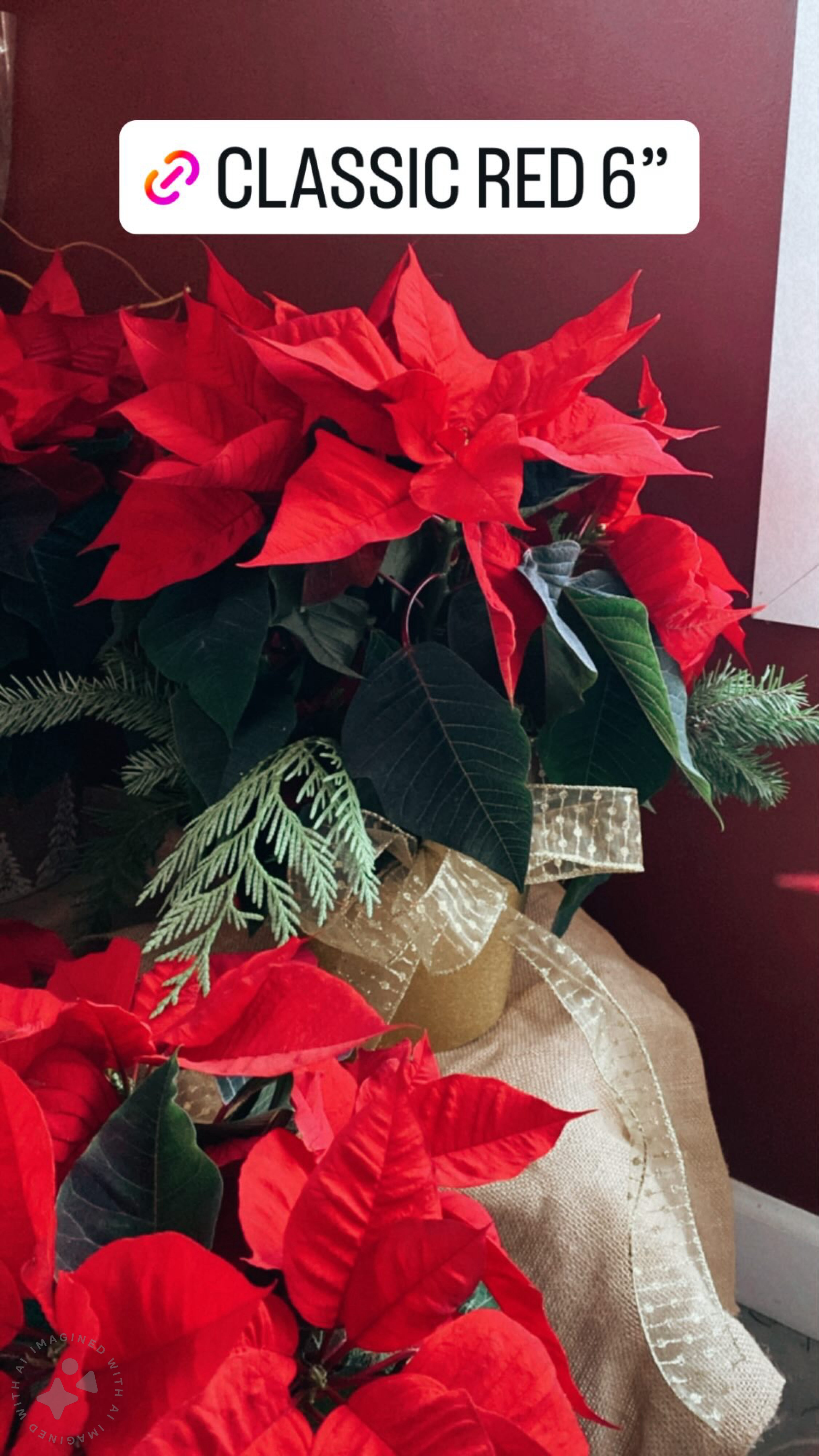 Christmas Poinsettia