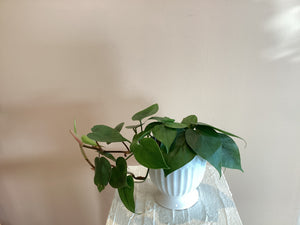 Heart leaf philodendron