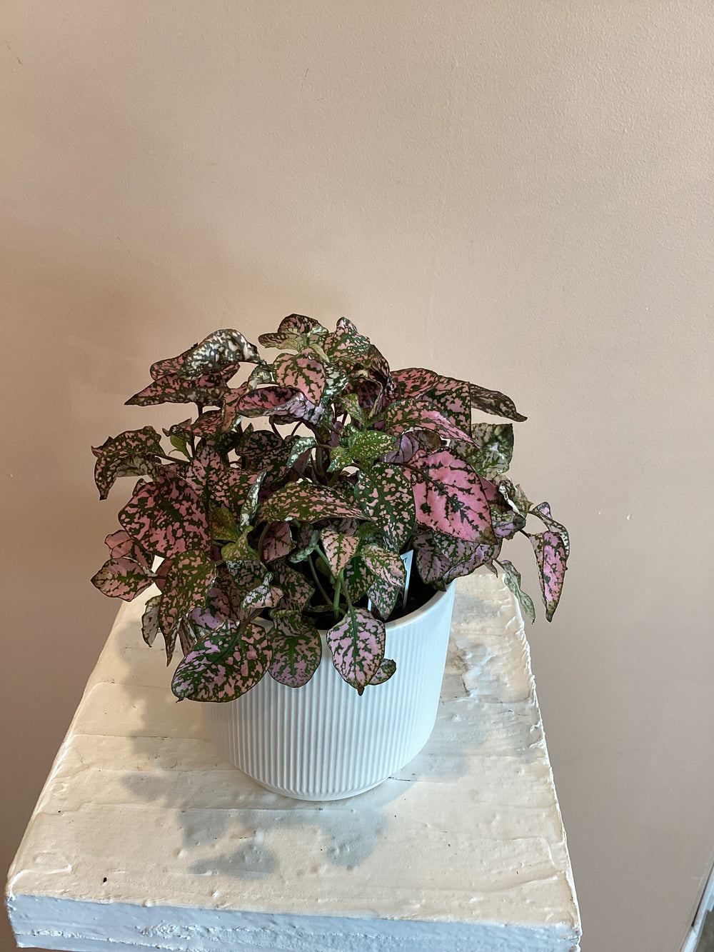 Polka dot Plant