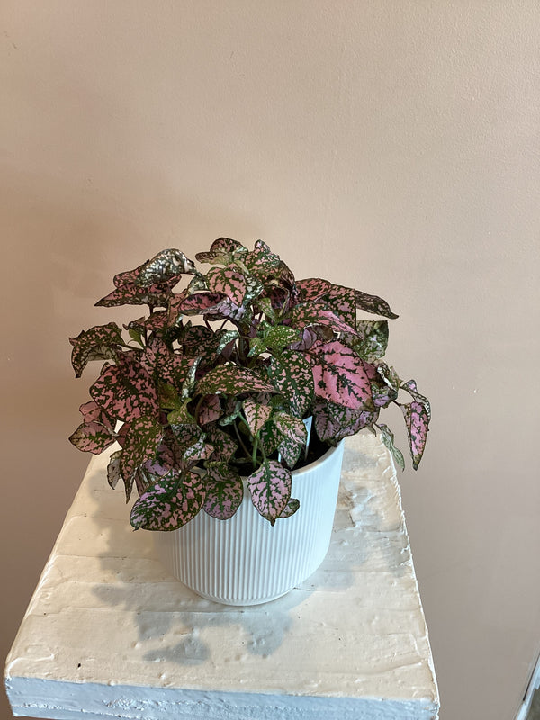 Polka dot Plant