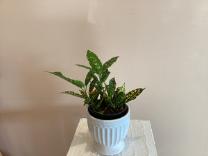 Croton Gold Dust