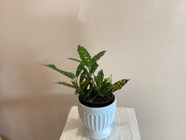 Croton Gold Dust