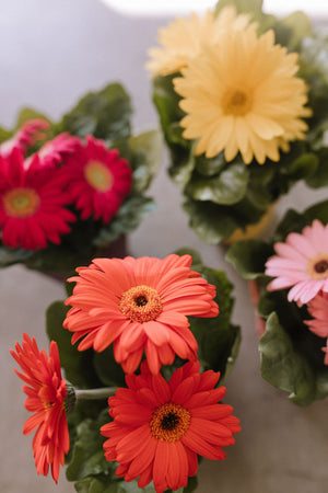 Potted Gerbera Daisy