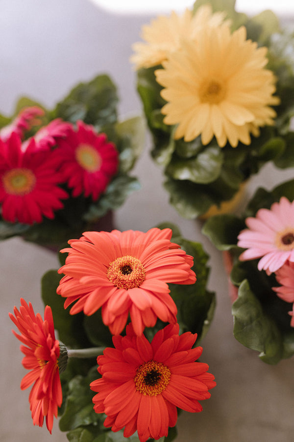 Potted Gerbera Daisy
