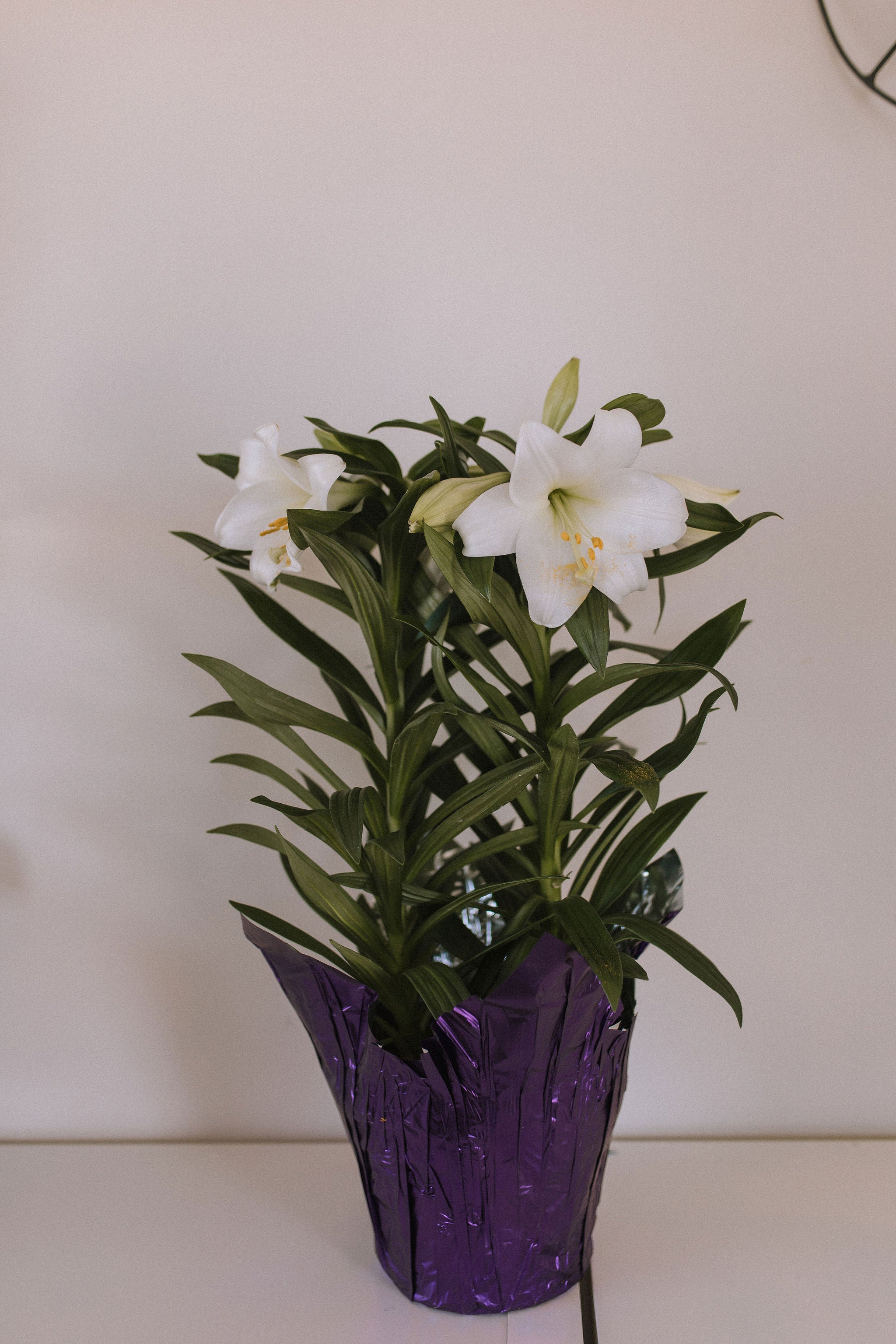 Easter Lily