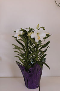 Easter Lily