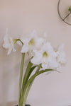 Amaryllis