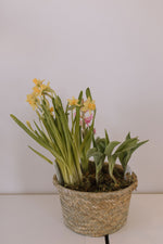 Spring Bulb Garden