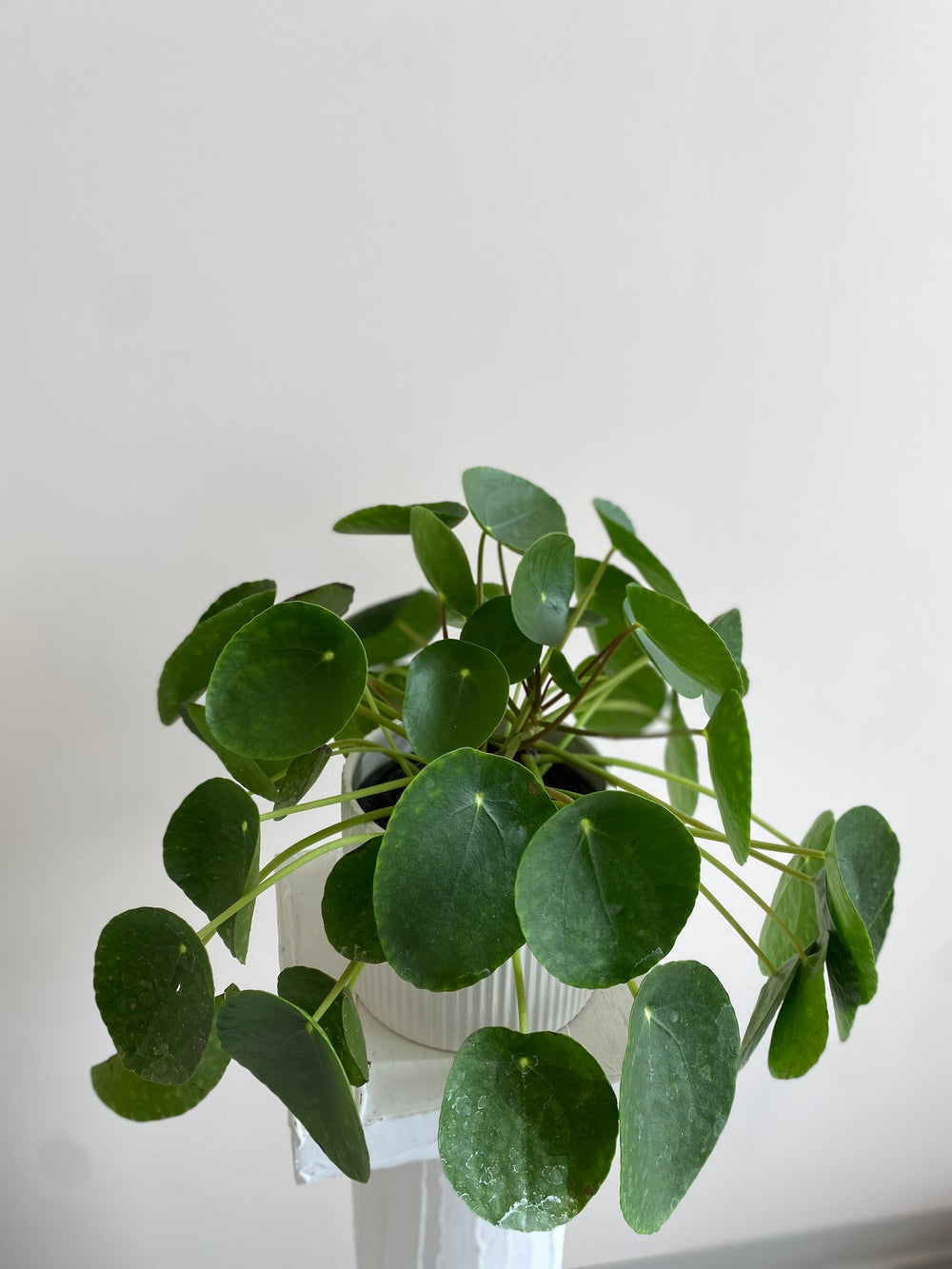 Chinese Money plant (UFO plant)