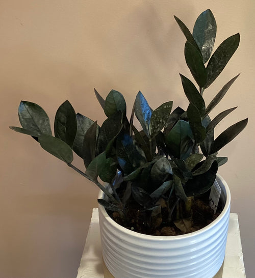 ZZ Plant