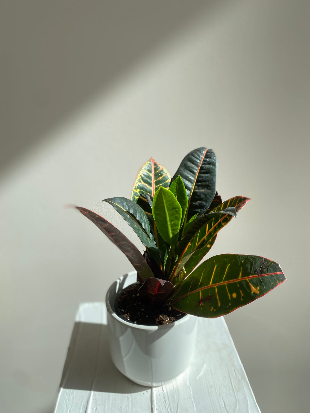 Croton