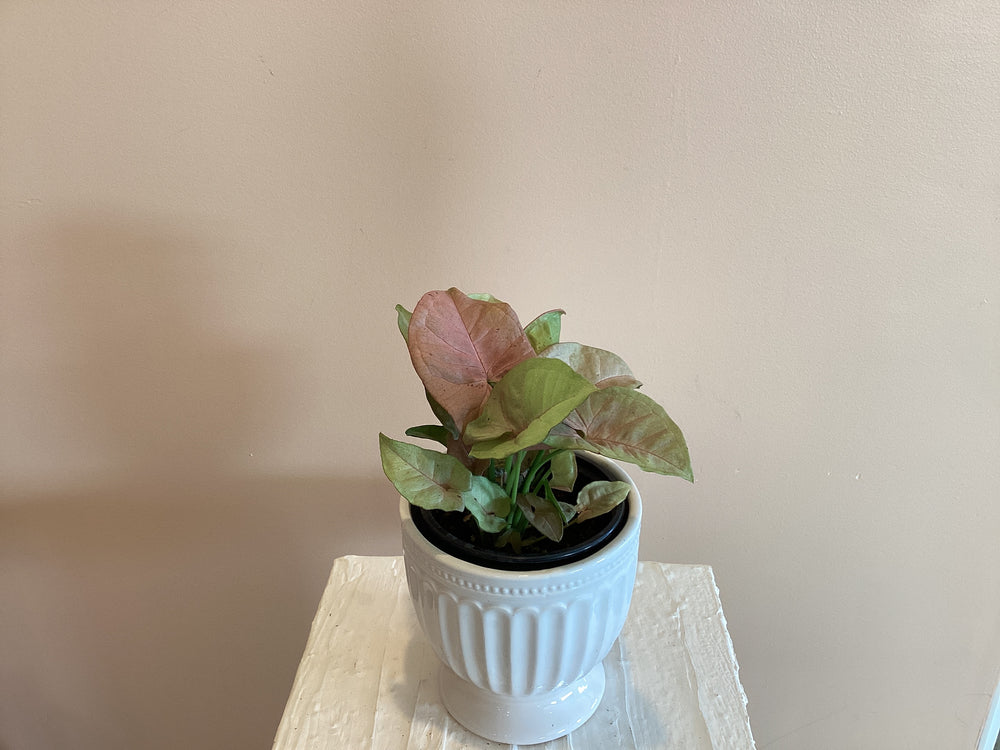 Syngonium