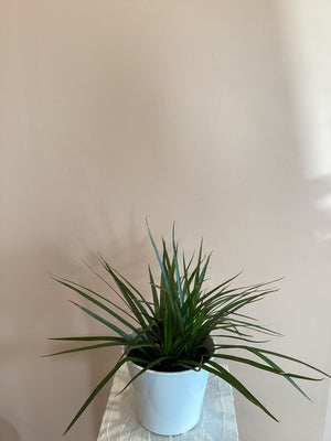 Dracaena Marginata