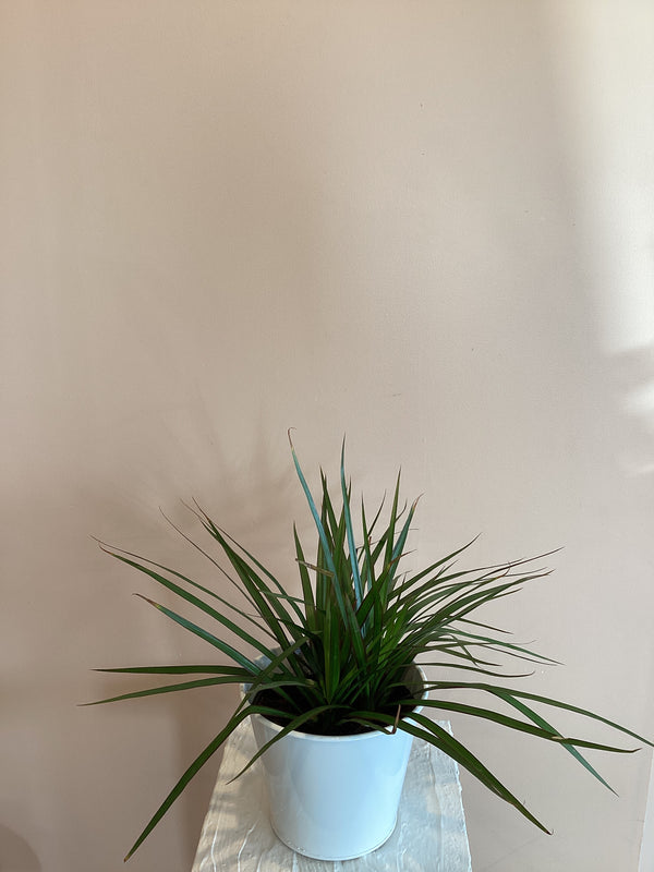 Dracaena Marginata