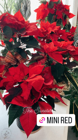 Christmas Poinsettia