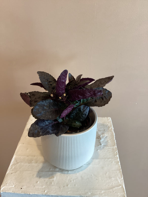 Waffle plant