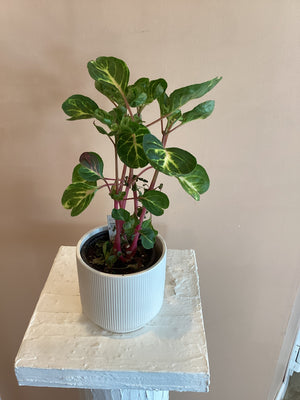Variegated heart