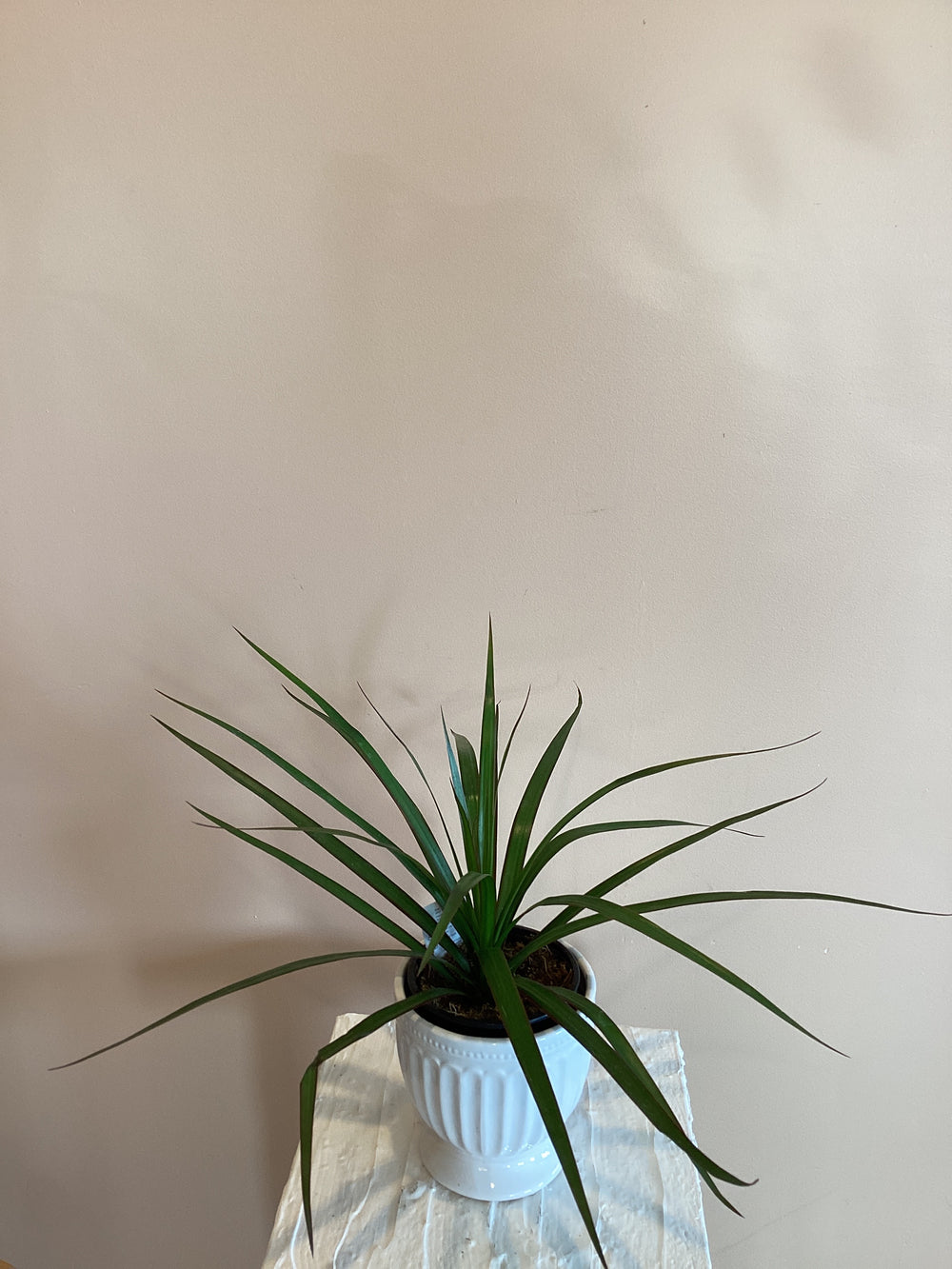 Dracaena Marginata
