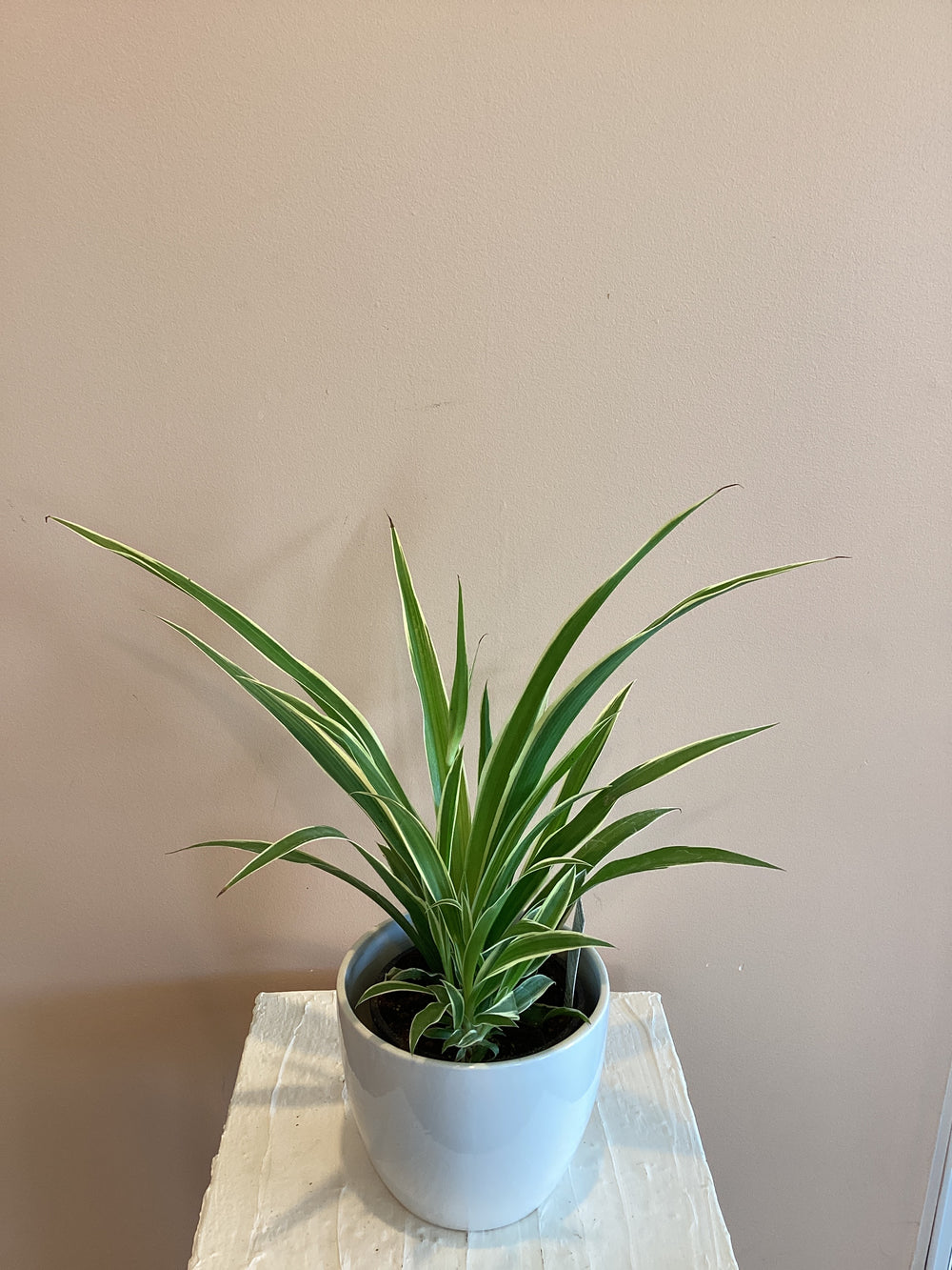 Spider Plant