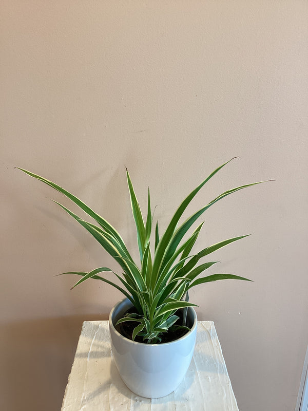 Spider Plant