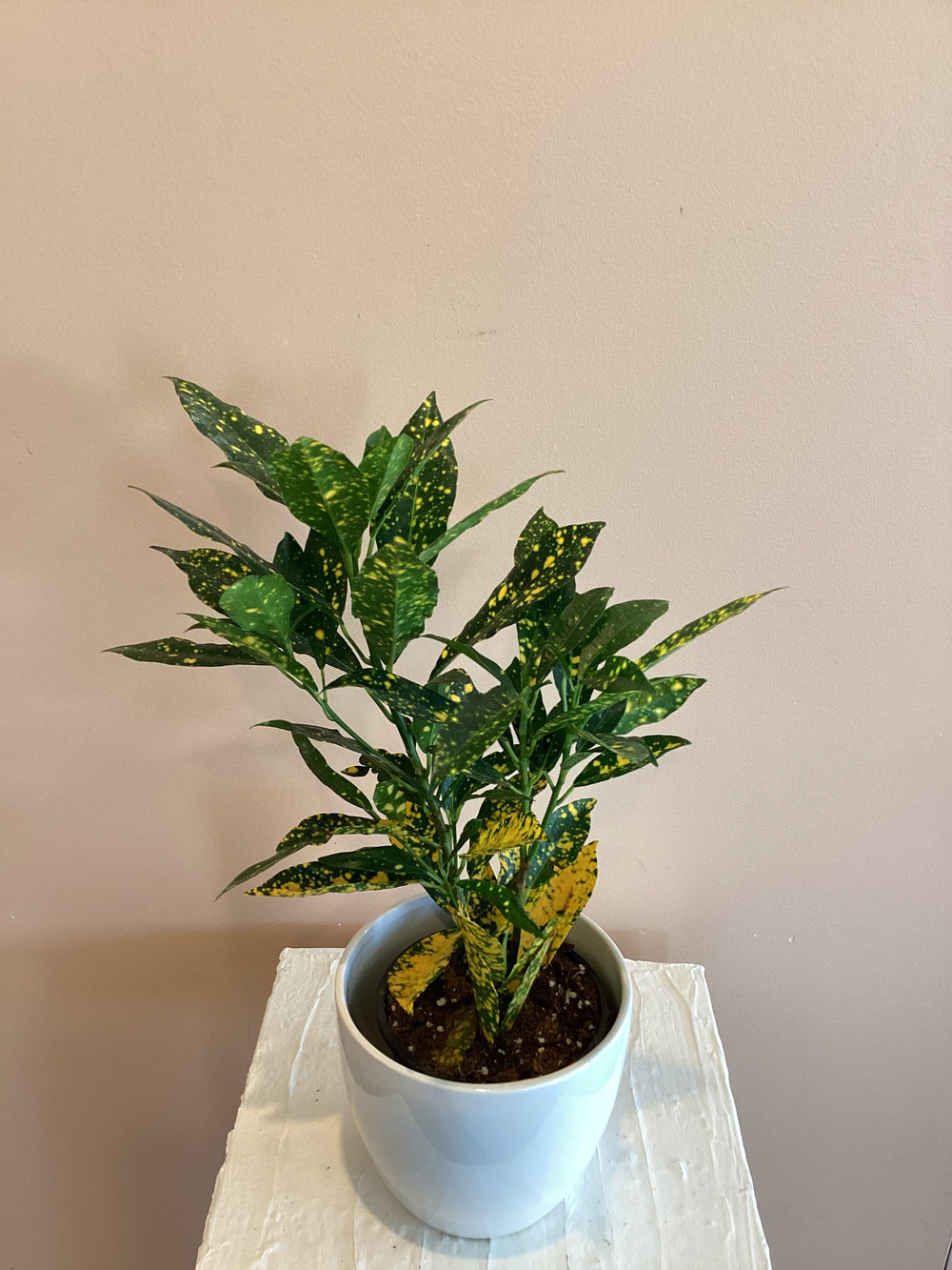 Croton