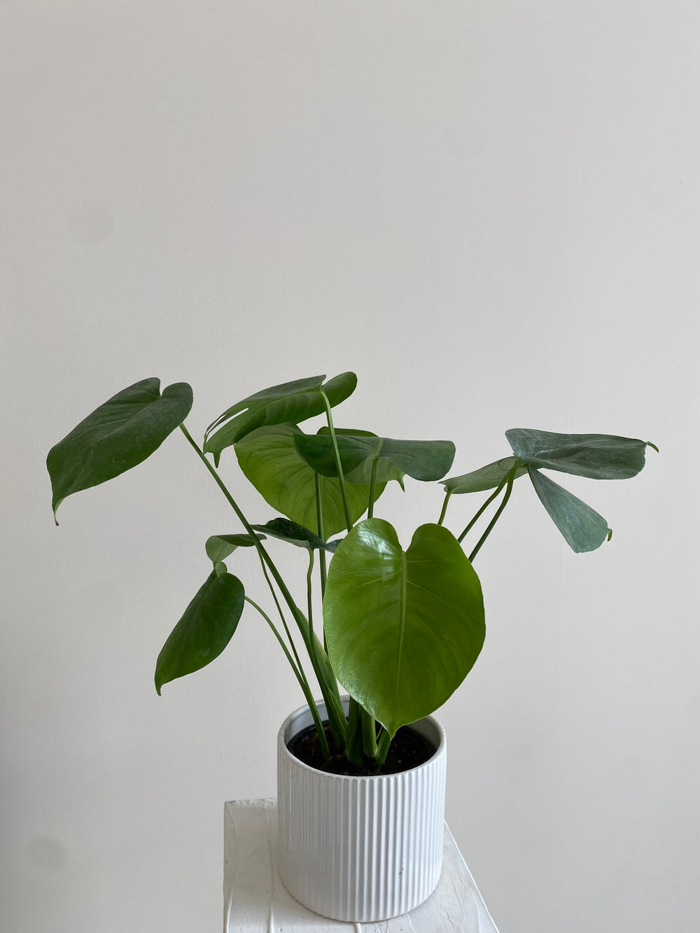 Split Leaf Philodendron