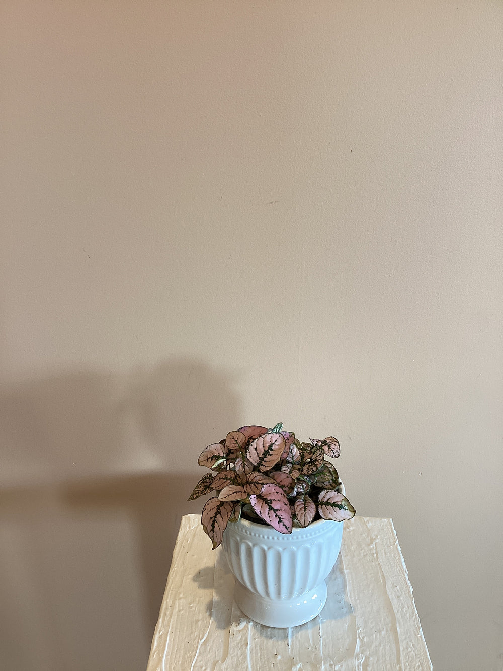 Polka dot Plant