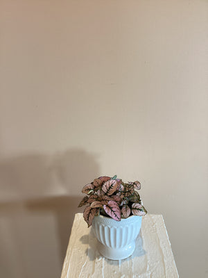 Polka dot Plant