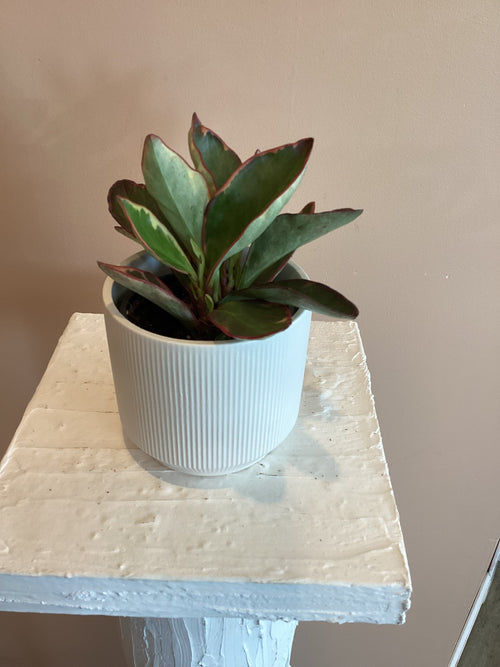 Peperomia