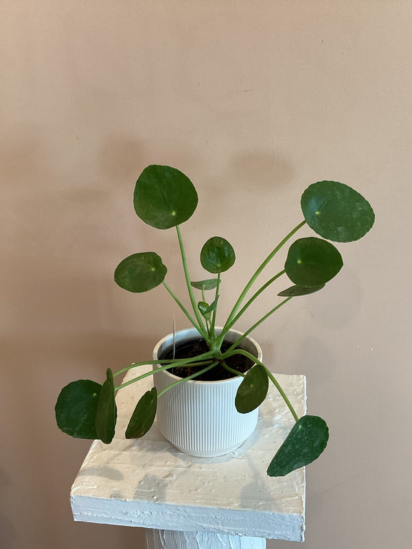 Chinese Money plant (UFO plant)