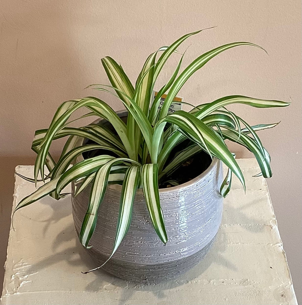 Spider Plant
