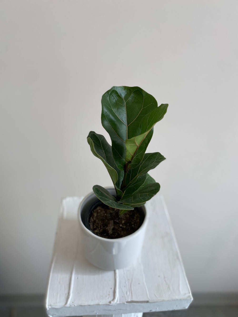 Ficus