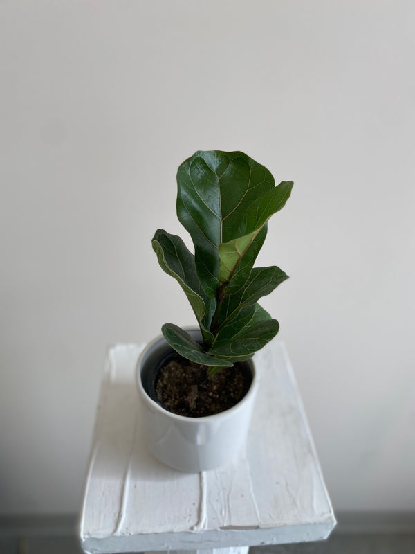 Ficus