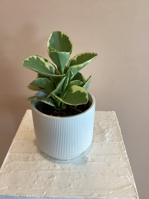 Peperomia