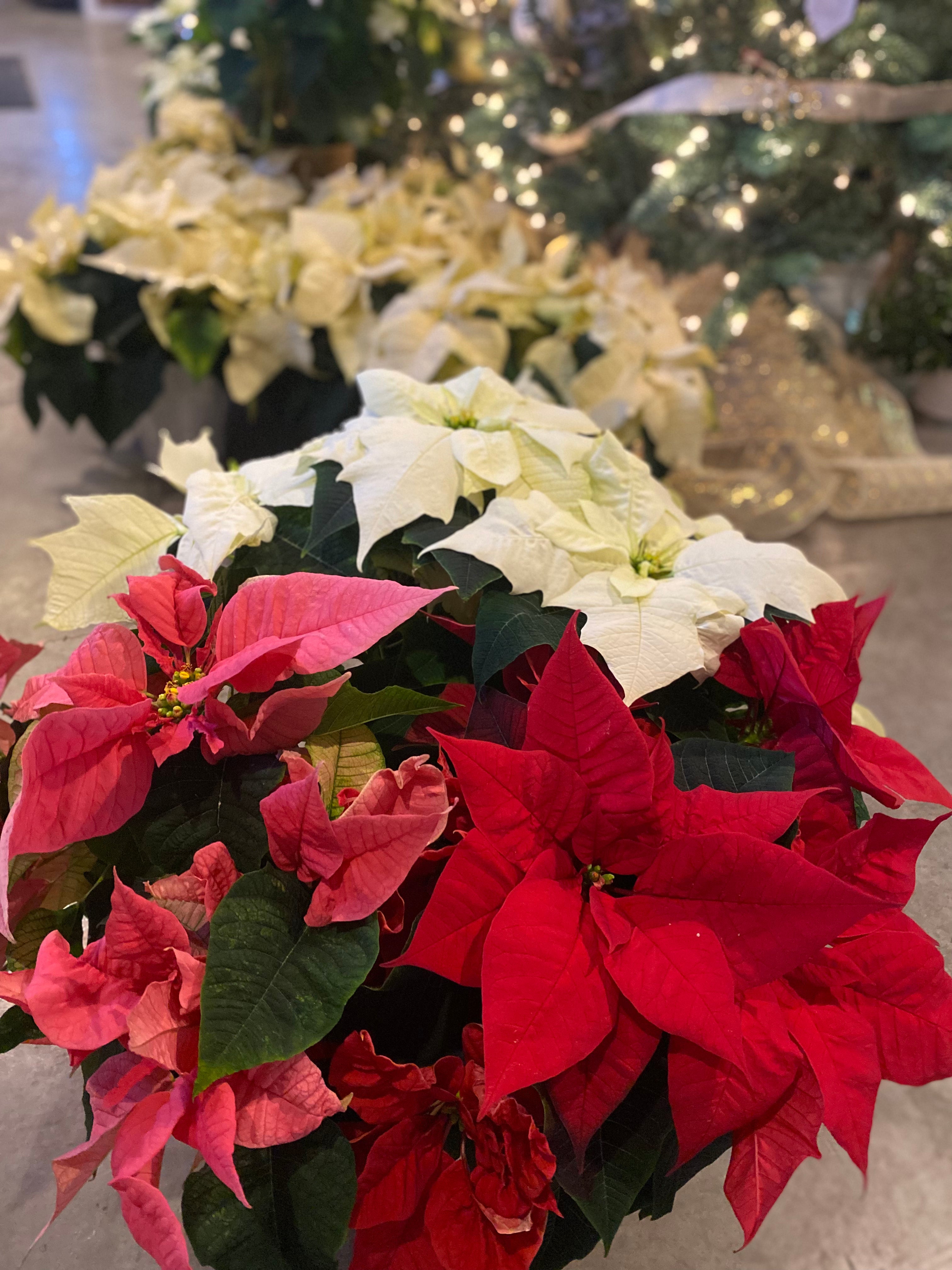 Christmas Poinsettia