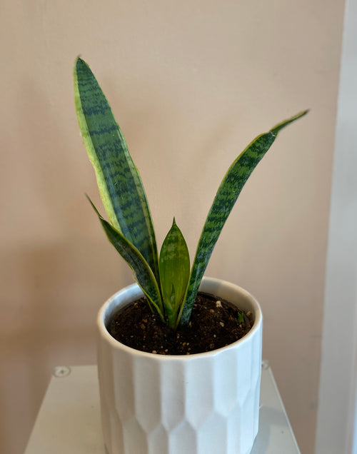 Variegated Snake Plant