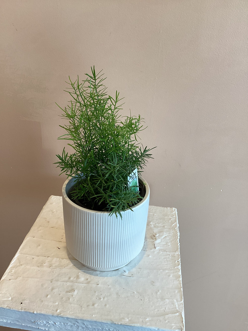 Asperagus Fern