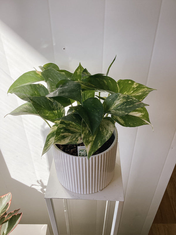 Golden Pothos