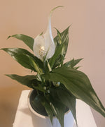 Peace Lily