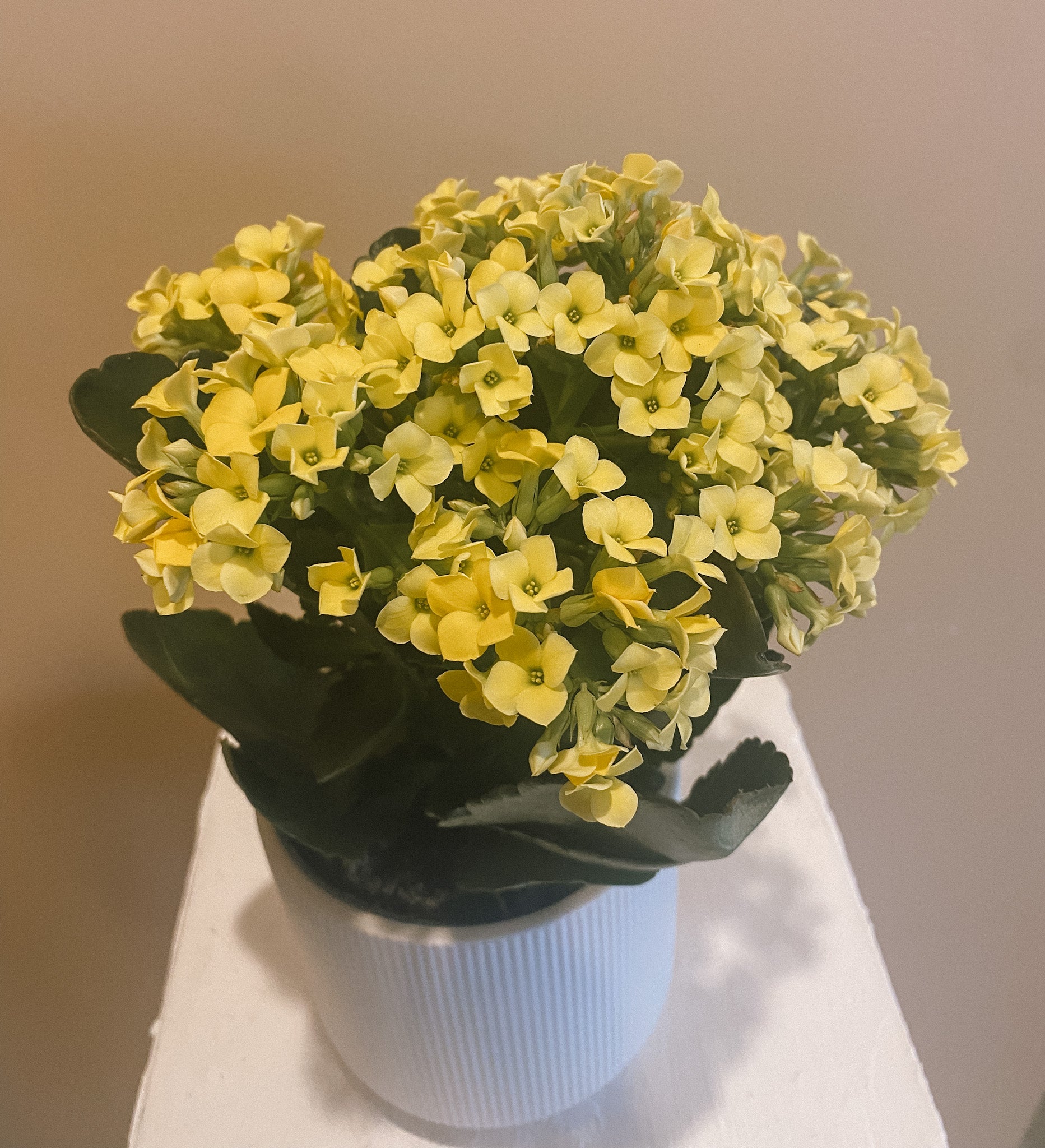 Kalanchoe