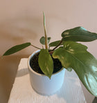 Philodendron - Red Bristle