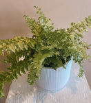 Boston Fern - Tiger